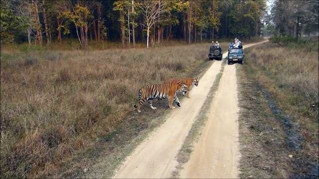 Bengal tigers female and male, Kanha National Park, MP, India