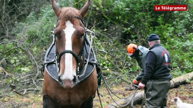 Débardage. Vincent Seïté à cheval sur l'écologie