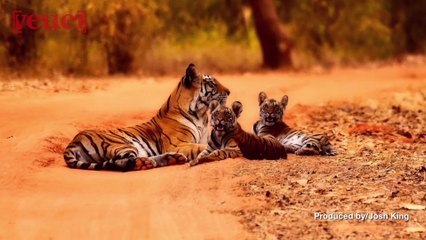 India’s 2018 "Tiger Census" Will Be the Largest Survey In The World