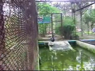 black swans in India!