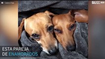 Perros salchicha no pueden dormir separados