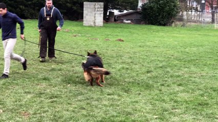 La Louvière : entraînement pour berger allemand