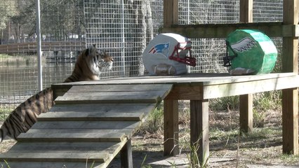 Tiger Predicts Winner Of Sunday's Big Game