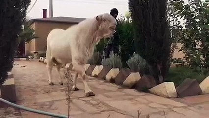 Sultan ye janwar ap ne kabhi nahi dekha hoga