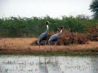 Cranes at Keoladeo national park India movie