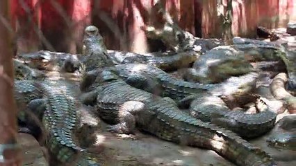 Crocodile feeding time