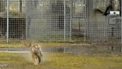Tiger Chases Birds