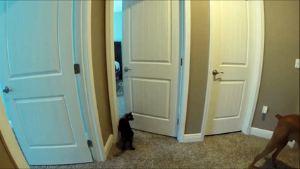 Un chat ouvre des portes !