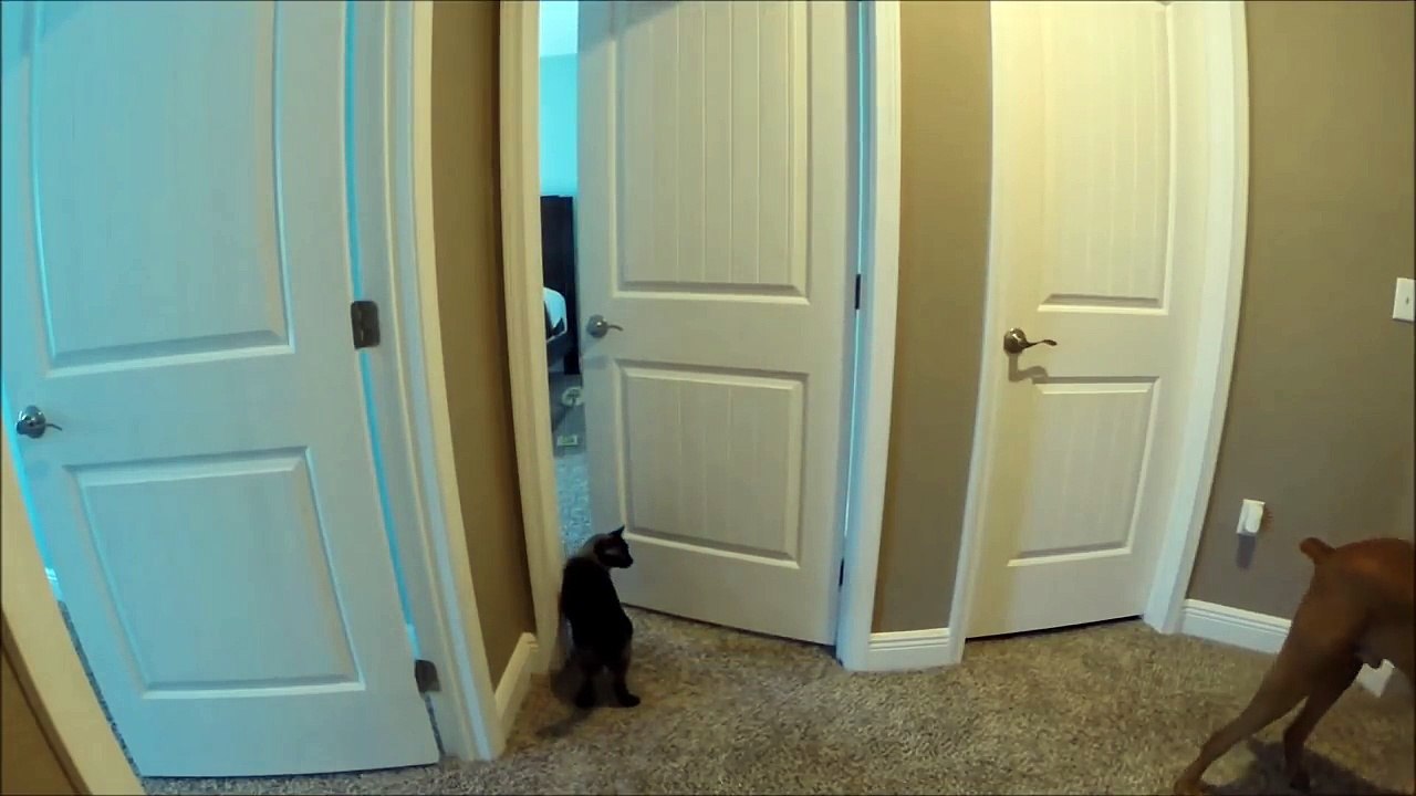 Un chat ouvre des portes !