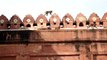Delhi India - Red Fort Monkeys