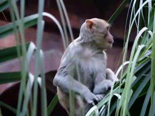 Delhi India - Red Fort Monkeys