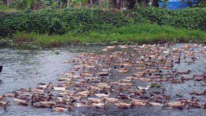 Duck farmer herding hundreds of ducks