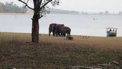 Elephant families - Kabini, Karnataka, India