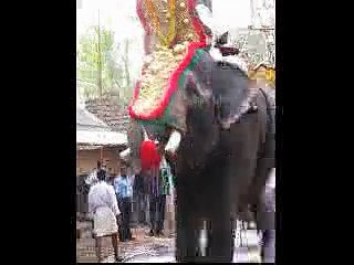 Elephant festival in Varkala, India