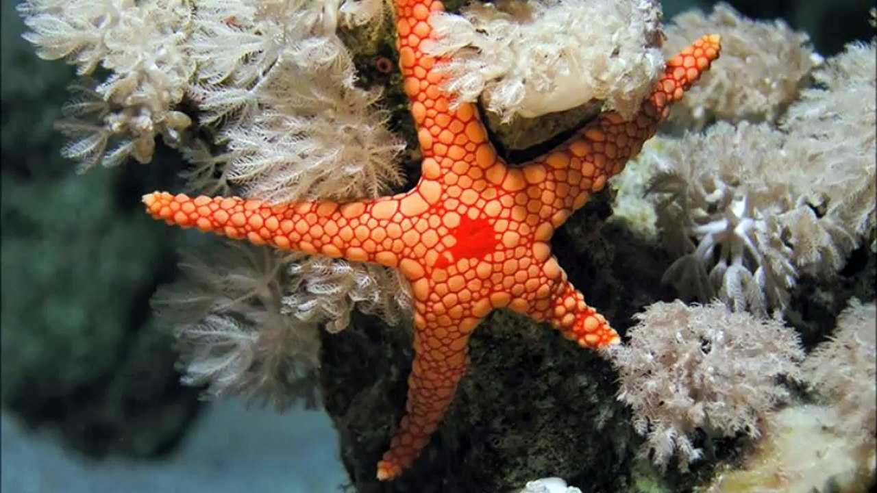 Wusstest du Schon ??? Folge 1