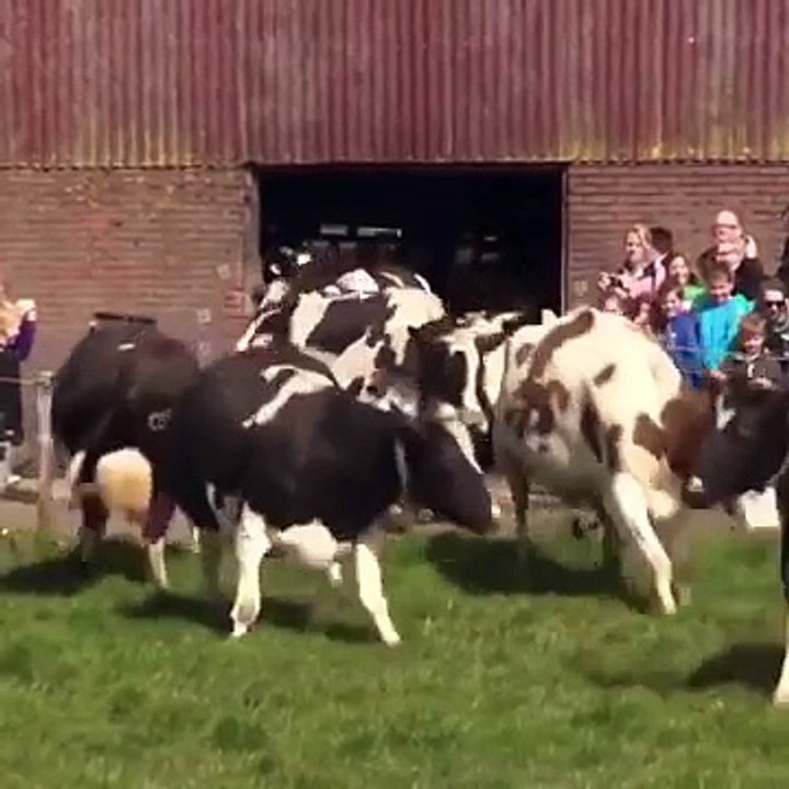 La réaction incroyable de ces vaches qui voient le ciel pour la 1ère fois depuis 6 mois !