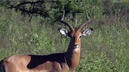 March_12,_2017-_Large_Male_Impala_building_up_neck_muscles_for_the_upcoming_rutt