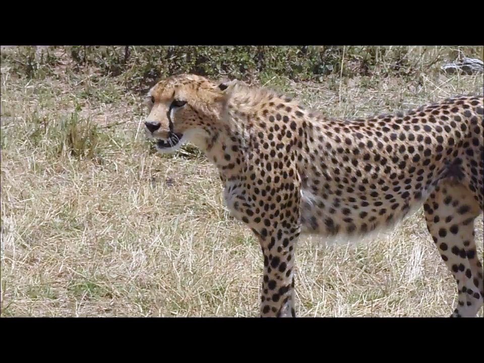 Cheetah_Stalking_Gazelle