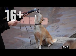 2х2 Анонсы и промо (02.2018)