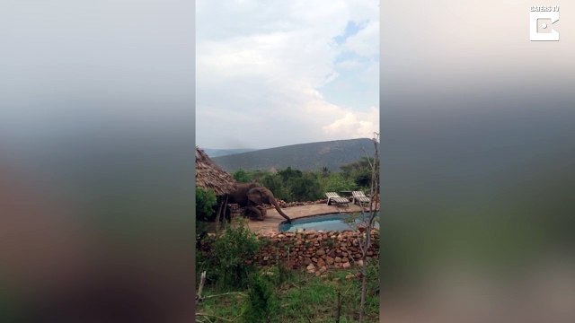 Cheeky elephant caught drinking from swimming pool