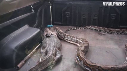 Ils capturent un énorme python qui va régurgiter un gros lézard
