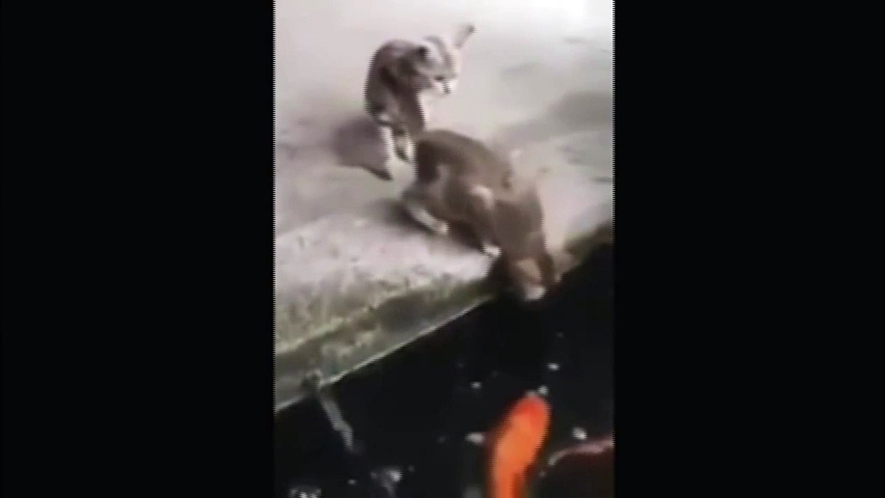 Un brochet saute hors de l'eau et embarque un chat...