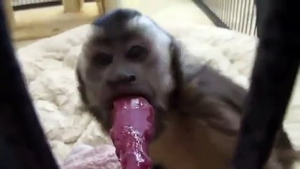 dondurma yiyen maymun