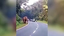Elefante mata a un hombre que quiso fotografiarlo de cerca Imágenes que pueden herir su sensibilidad