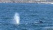Whale Watching Tour Encounter Migrating Gray Whales in Monterey Bay