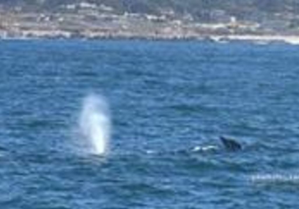 Whale Watching Tour Encounter Migrating Gray Whales in Monterey Bay