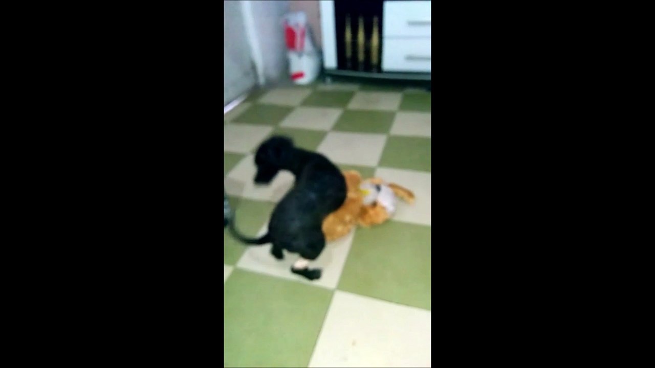 Bidu com 1 aninho