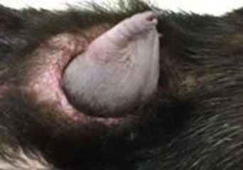 Ever Seen an Echidna Without Its Spines?