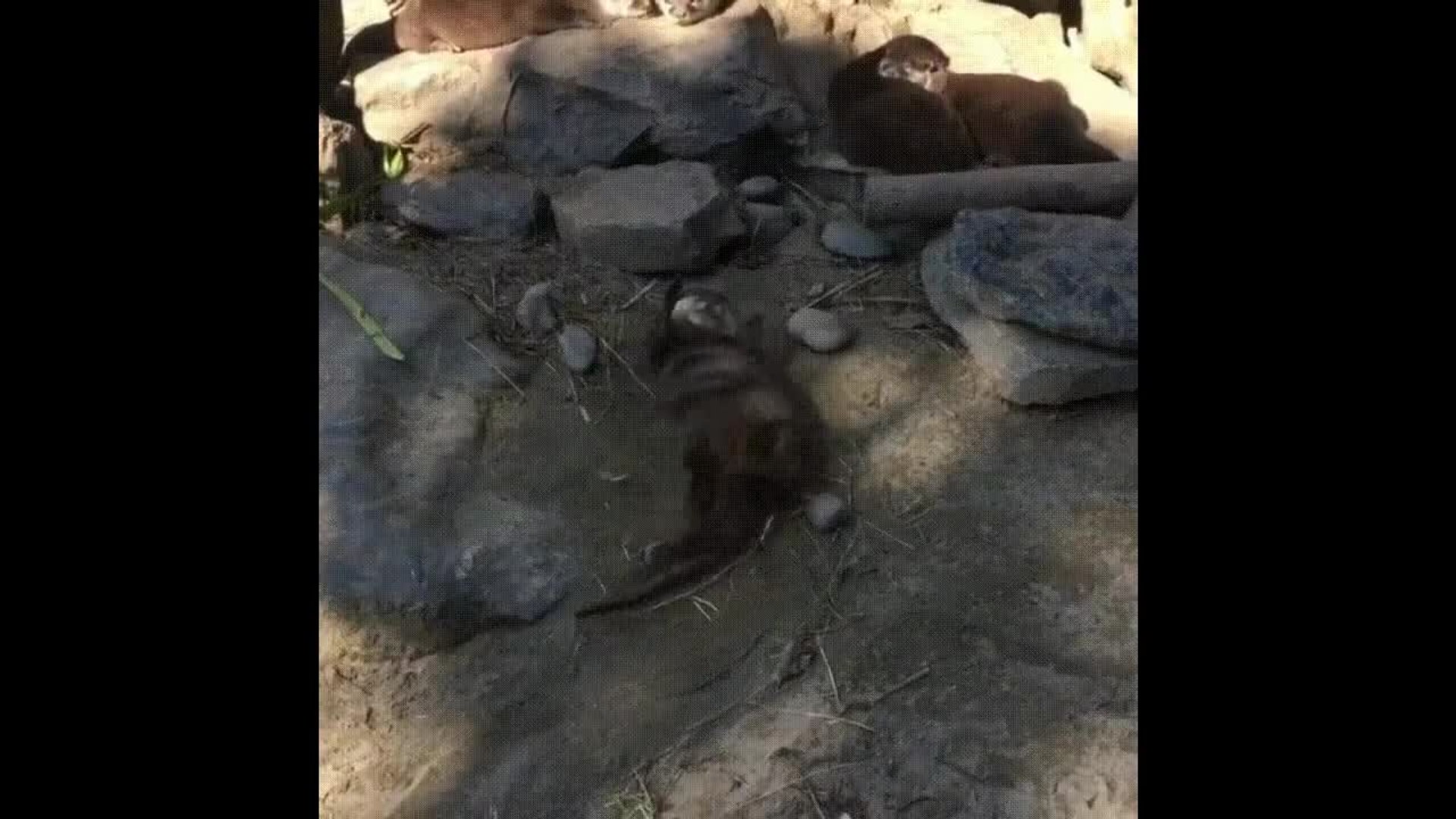 ⁣Otter Can't Stop Dancing
