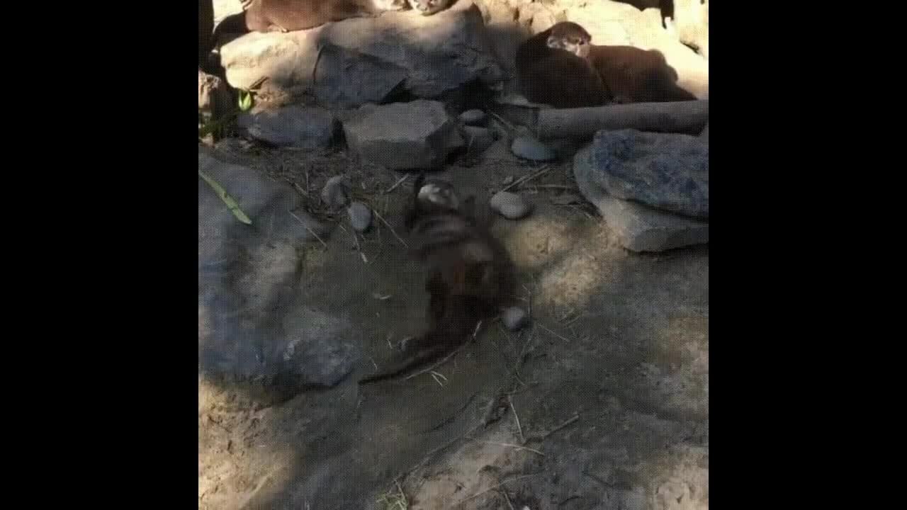 Otter Can't Stop Dancing
