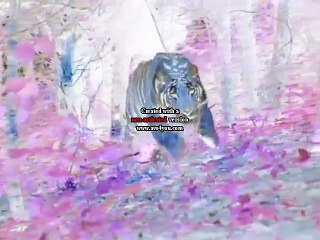 Baby Einstein - World Animals - A Musical Safari in G Major