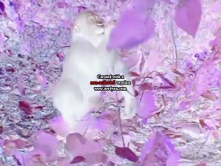 Baby Einstein - Baby Noah - Animal Expedition in G Major