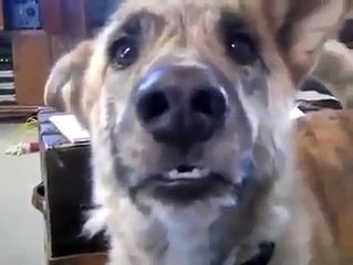 Cachorro que adora bacon douradinho