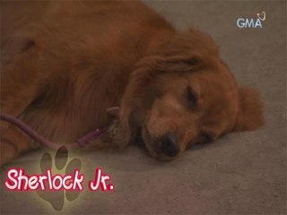 Sherlock Jr.: Siri gets hit! | Episode 13