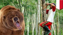 クマがゴム採取中の夫婦を襲撃　妻が死亡 - トモニュース