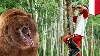 クマがゴム採取中の夫婦を襲撃　妻が死亡 - トモニュース