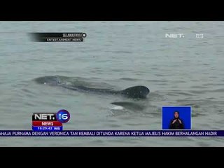 Menteri Susi Berenang dan Melihat Hiu Paus Secara Langsung - NET16