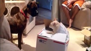 犬「この箱の中で何か動いてる！」 → 猫「この箱に近づくニャ！」w