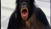 Bonobos: Comprension del lenguaje humano (Kanzi)