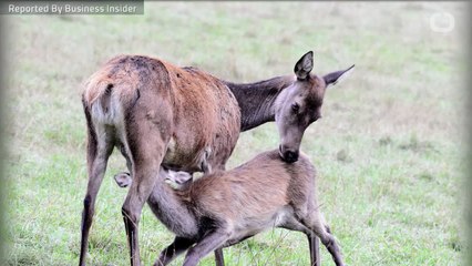 Will 'Zombie Deer Disease' Spread To Humans?