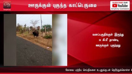 அன்னூர் அருகே ஊருக்குள் புகுந்த காட்டெருமையை விரட்டிய வனத்துறையினர் | SimpliCity