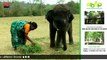 Little elephant pampered with olive oil massage | SimpliCity