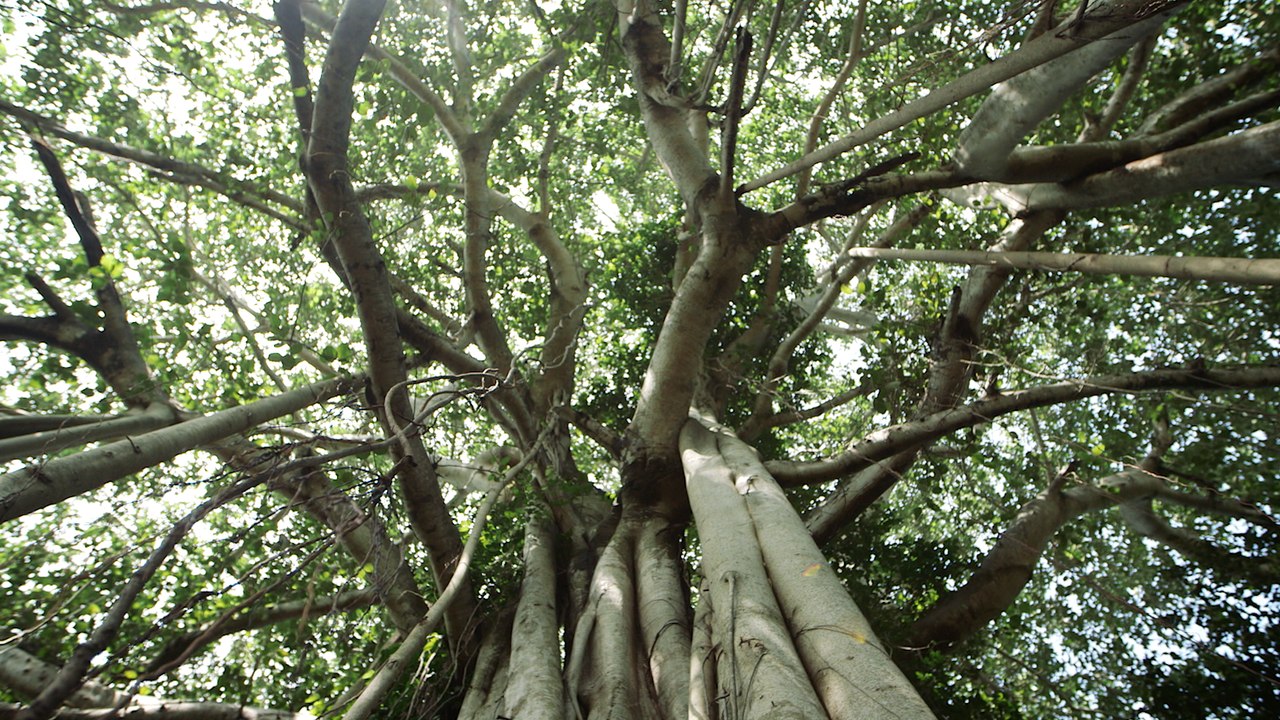 Inde la nature sous pression