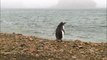Cute alert: Penguin, seals and sea lions of the Antarctic