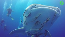 Des plongeurs nagent avec cet énorme requin baleine... Experience inoubliable