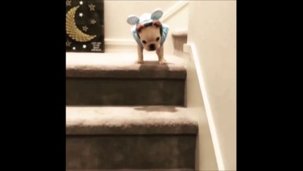 Quand ton chiot tente une cascade dans l'escalier... Joli